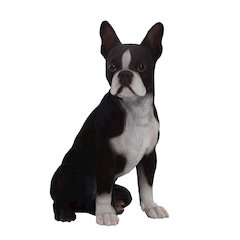 Boston Terrier