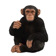 Monkey Sitting