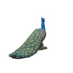Small Peacock