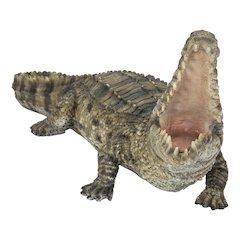 Crocodile with Mouth Open Up