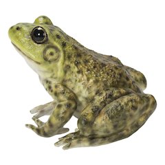 American Bullfrog