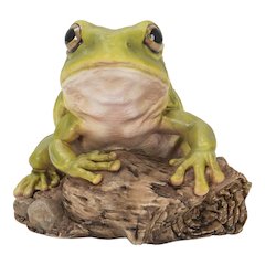 White'S Tree Frog