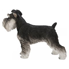 Standing Miniature Schnauzer
