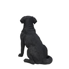 Noble Black Labrador Sitting