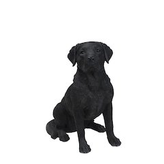 Noble Black Labrador Sitting
