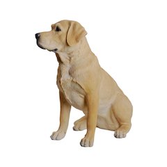 Yellow Labrador Retriever Sitting