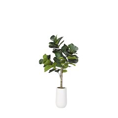5.5' Fiddle Leaf Fig Tree in Tall Round White Resin Planter
