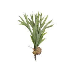 Artificial Staghorn Fern Stem