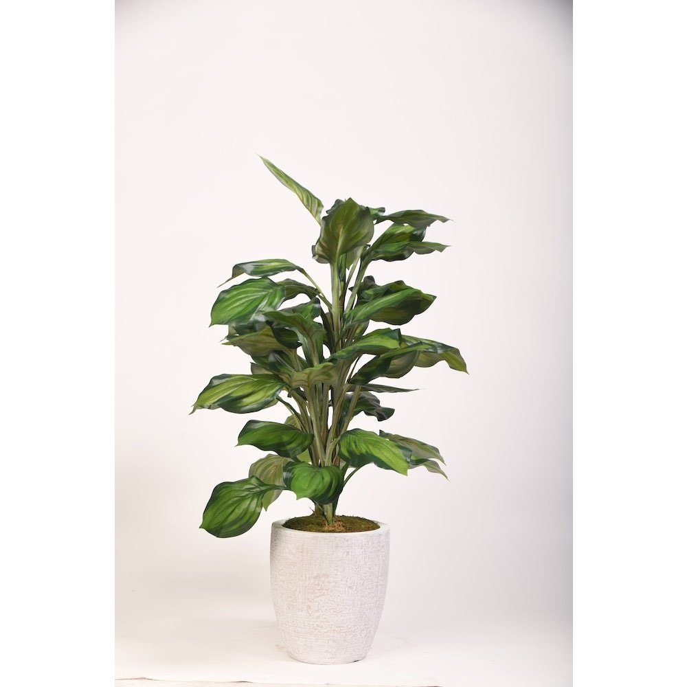 42" Hosta Plant in Round White Planter. Picture 1