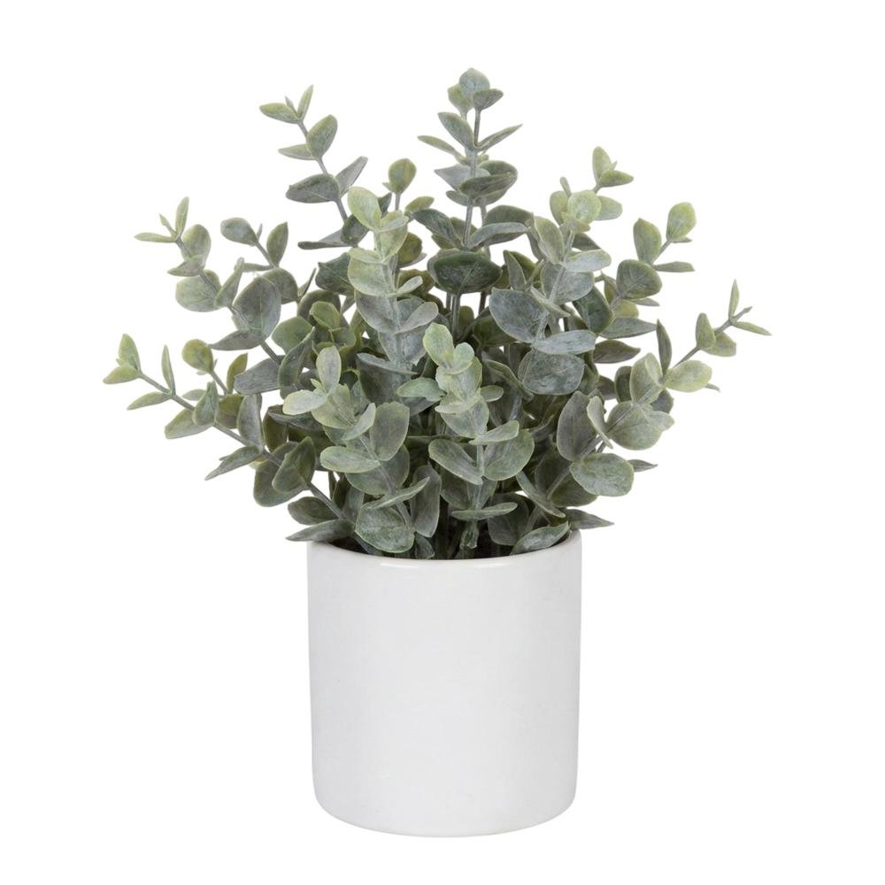Boxwood Sage Plant In Concrete Pot. Picture 1