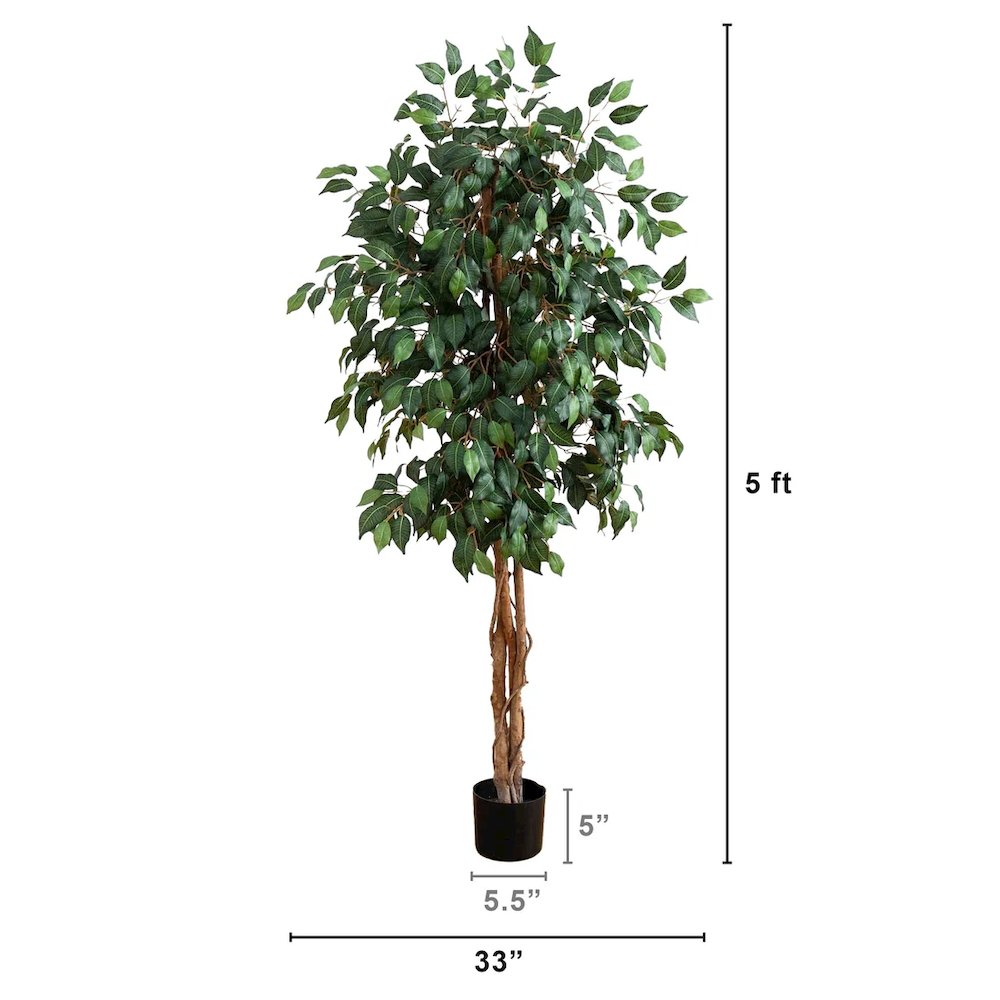 5' Ficus Silk Tree. Picture 2