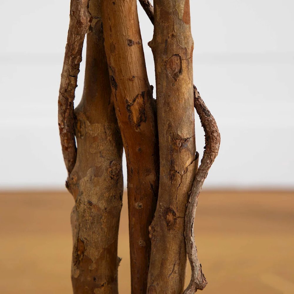 5' Ficus Silk Tree. Picture 6