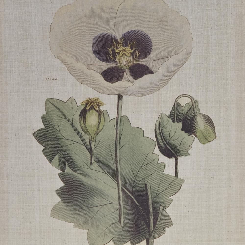 4-piece Botanical Illustration Framed Canvas Wall Art Set. Picture 3