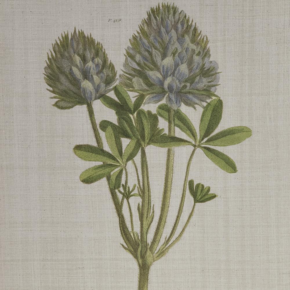 4-piece Botanical Illustration Framed Canvas Wall Art Set. Picture 5