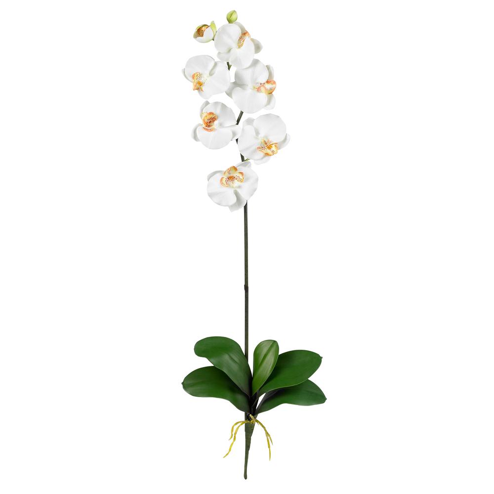 Phalaenopsis Stem (Set of 6). Picture 1