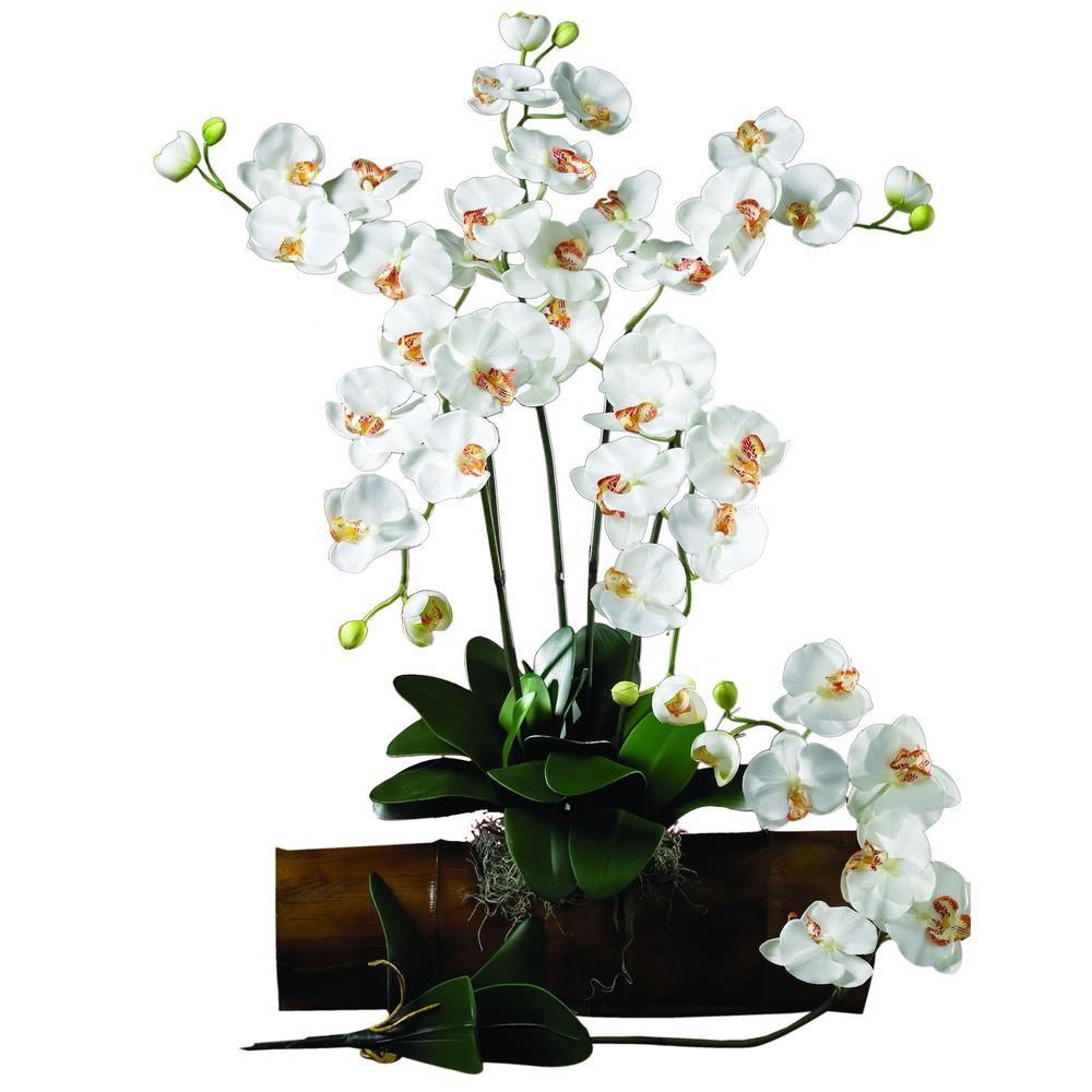 Phalaenopsis Stem (Set of 6). Picture 2