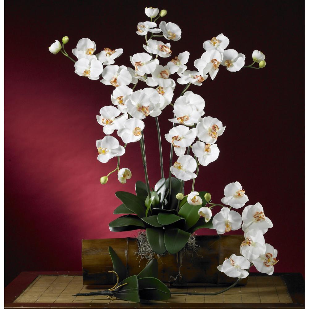 Phalaenopsis Stem (Set of 6). Picture 3