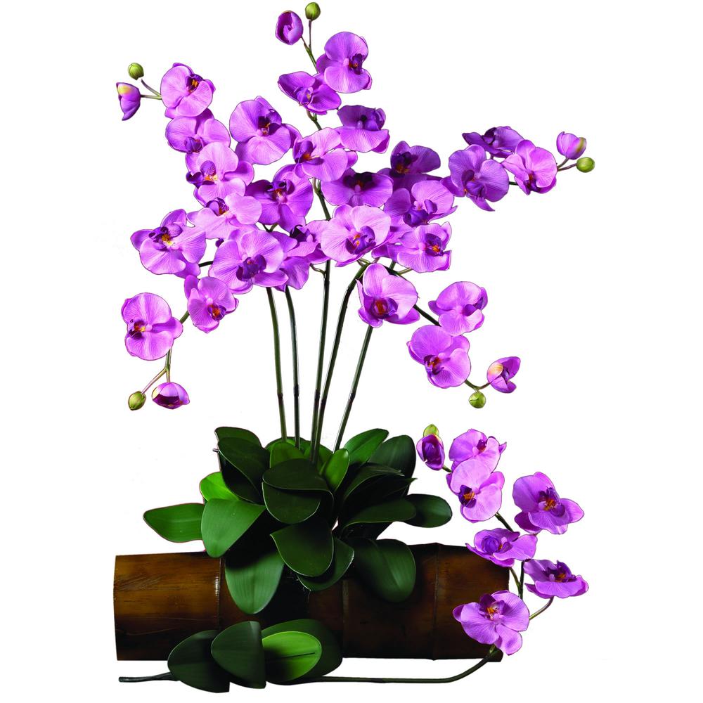 Phalaenopsis Stem (Set of 6). Picture 2