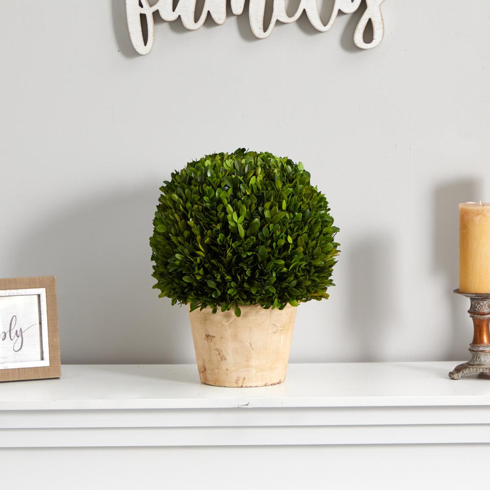 15in. Boxwood Ball Preserved Plant in Planter. Picture 2
