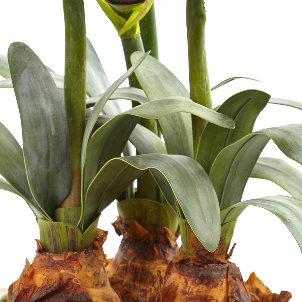 Amaryllis Arrangement with Vase. Picture 2
