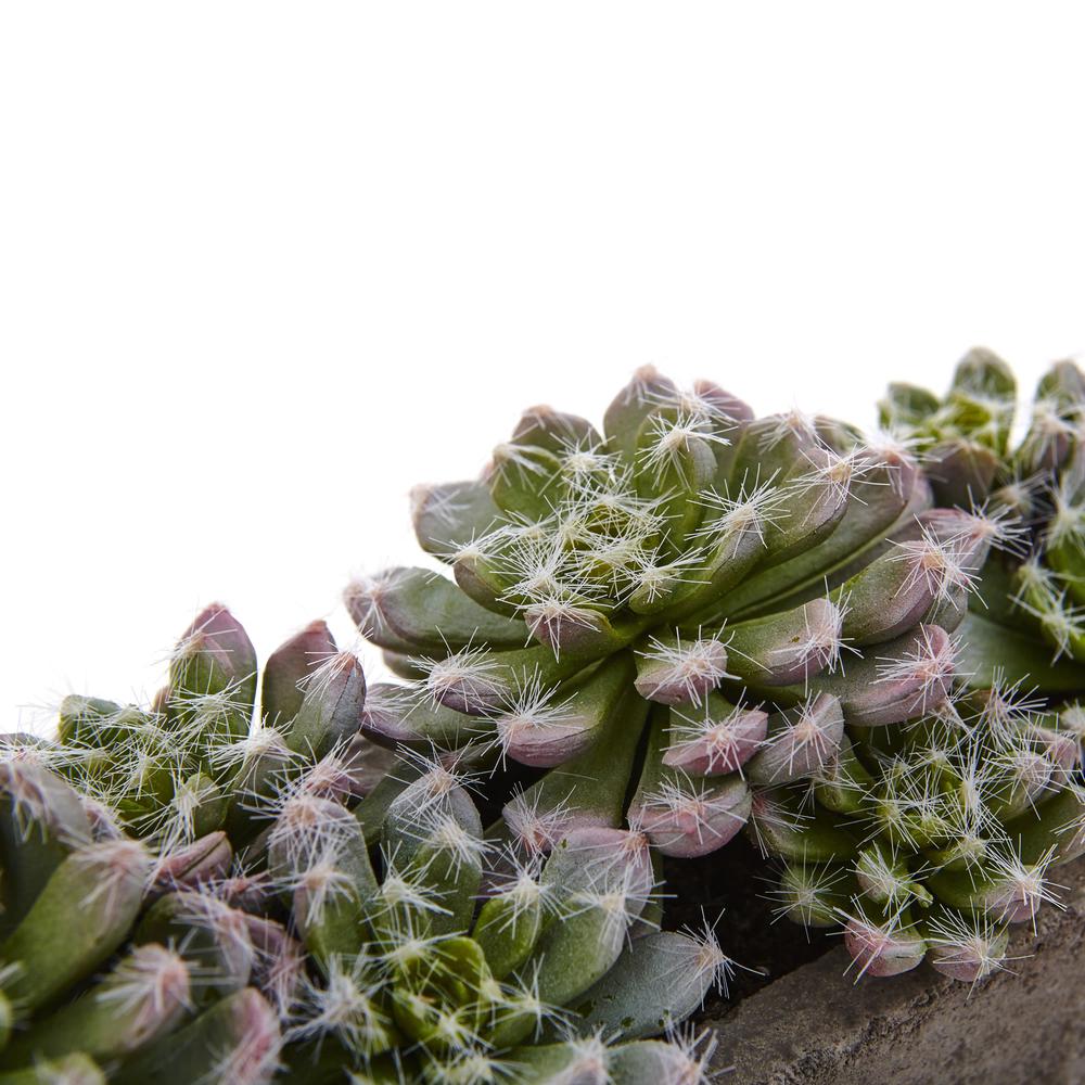 Succulent Garden with Textured Concrete Planter. Picture 2