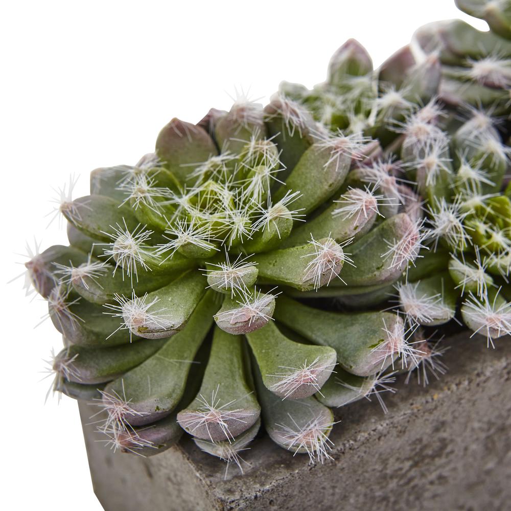 Succulent Garden with Textured Concrete Planter. Picture 3