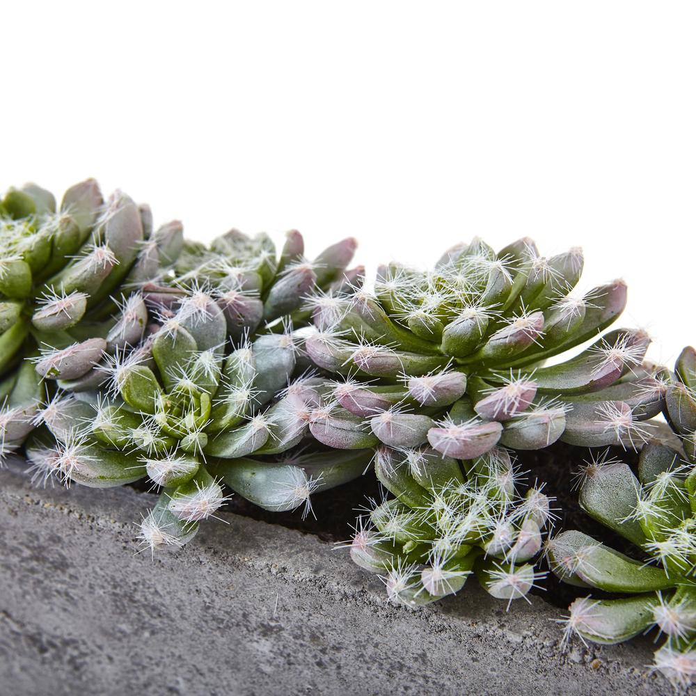 Succulent Garden with Textured Concrete Planter. Picture 4