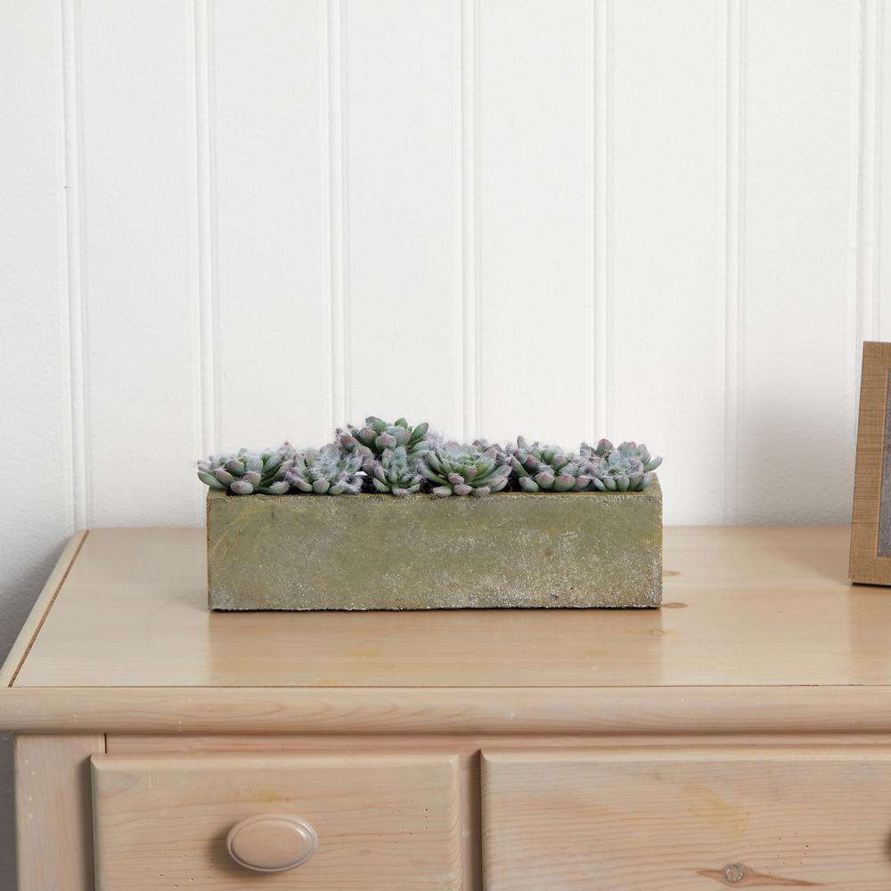 Succulent Garden with Textured Concrete Planter. Picture 6