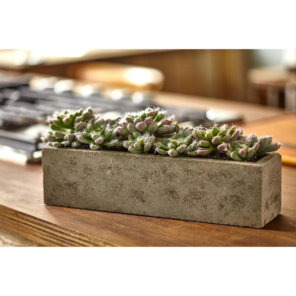 Succulent Garden with Textured Concrete Planter. Picture 7