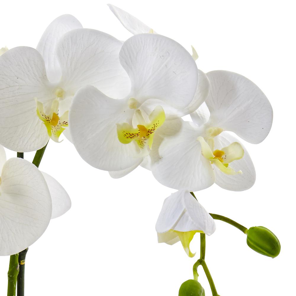 Phalaenopsis Orchid in Ceramic Pot. Picture 2