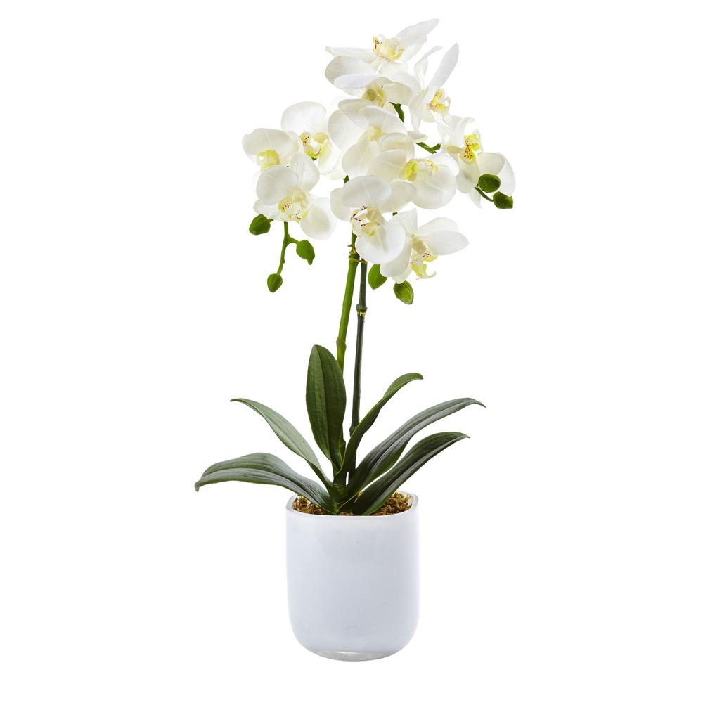 Phalaenopsis in Frosted Glass. Picture 1