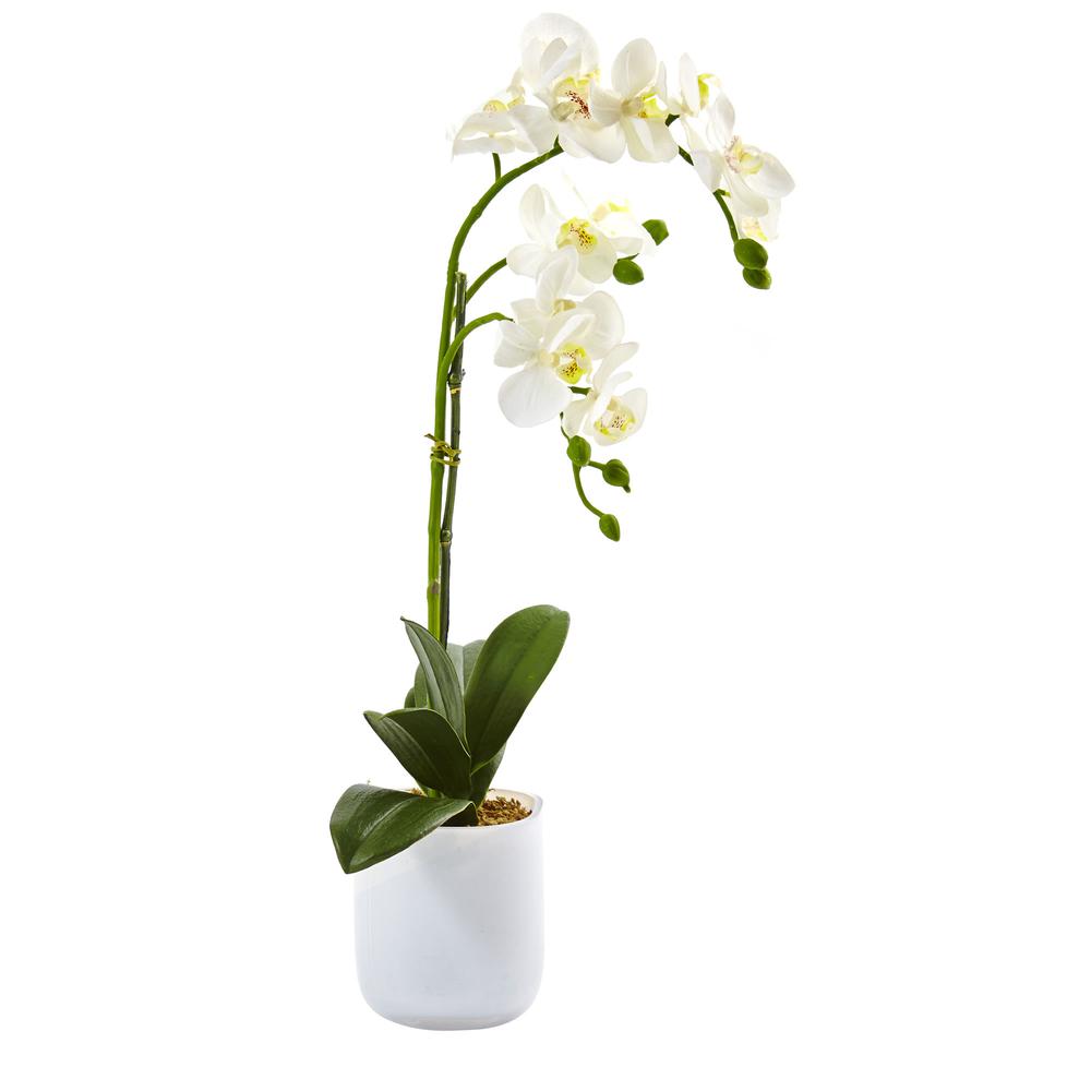 Phalaenopsis in Frosted Glass. Picture 3