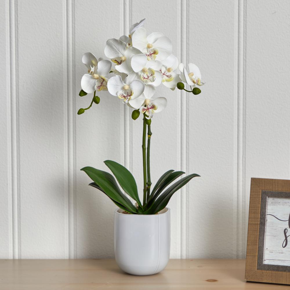 Phalaenopsis in Frosted Glass. Picture 2