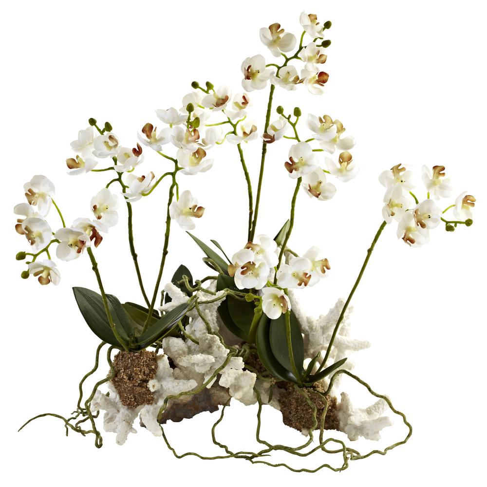 Mini Phalaenopsis Set on Coral. Picture 1