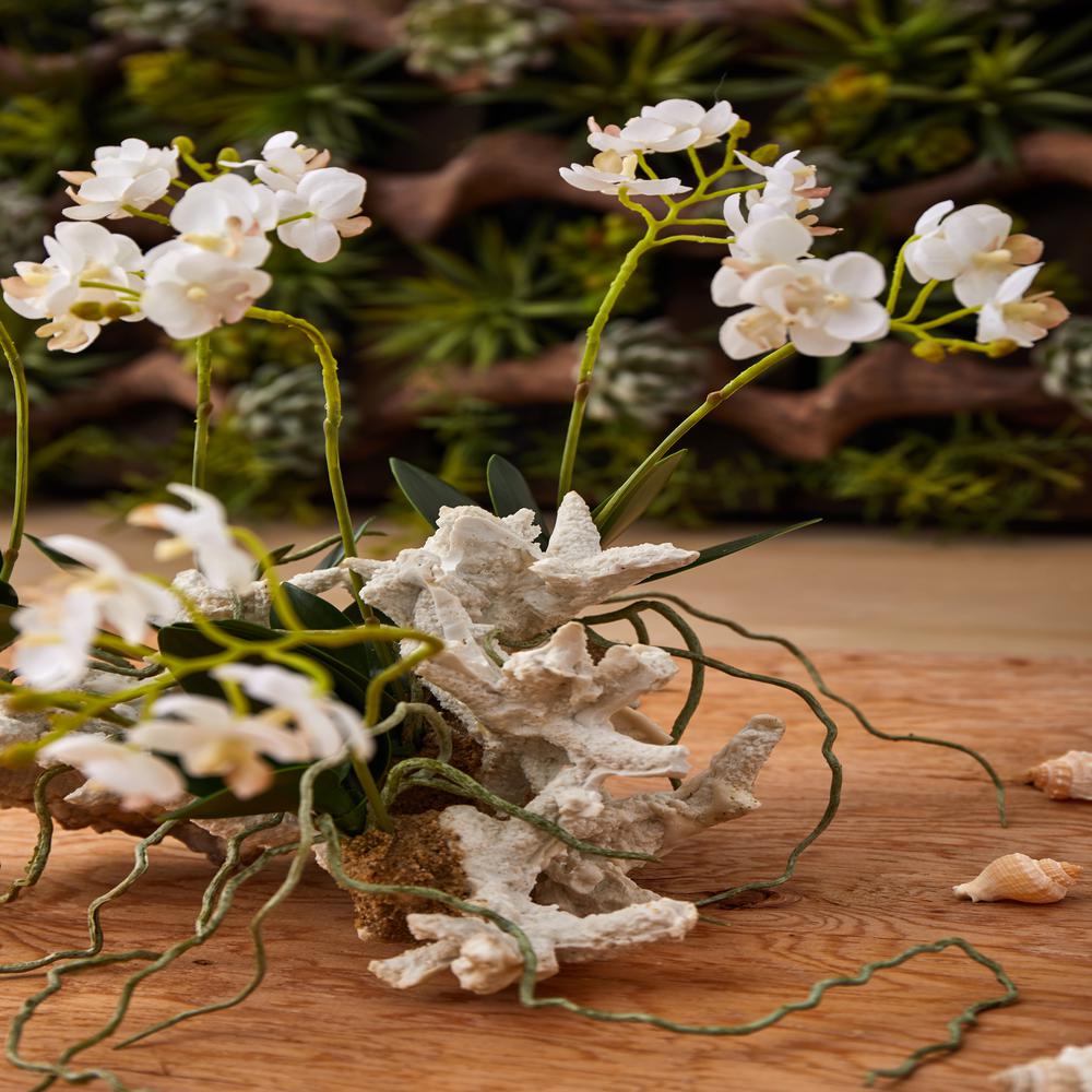 Mini Phalaenopsis Set on Coral. Picture 4