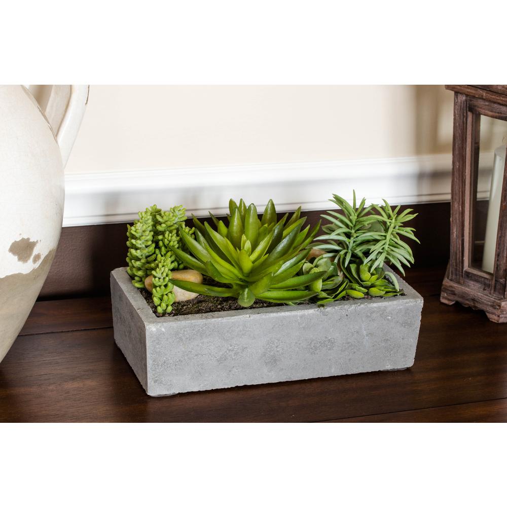 Succulent Garden with Concrete Planter. Picture 3