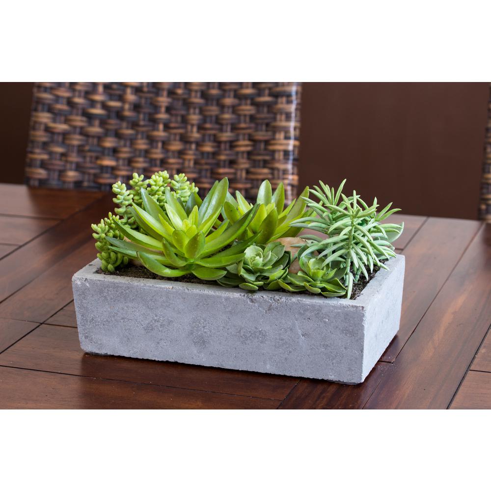 Succulent Garden with Concrete Planter. Picture 6