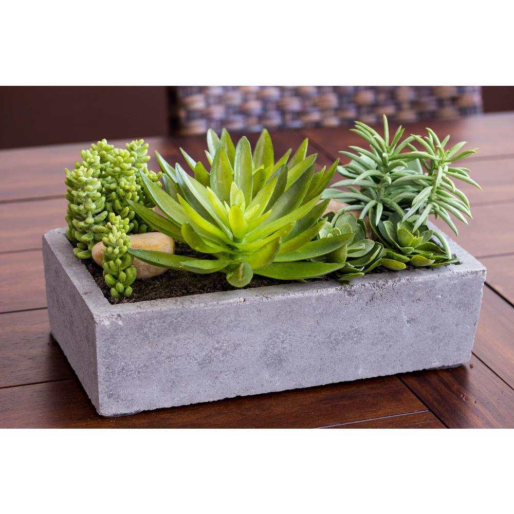 Succulent Garden with Concrete Planter. Picture 9