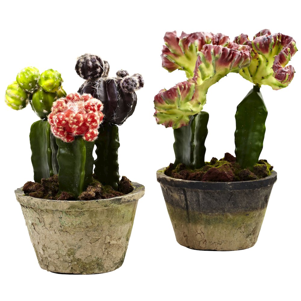 Colorful Cactus Gardens (Set of 2). Picture 1