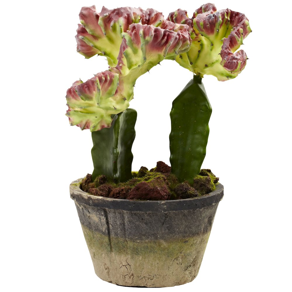 Colorful Cactus Gardens (Set of 2). Picture 3