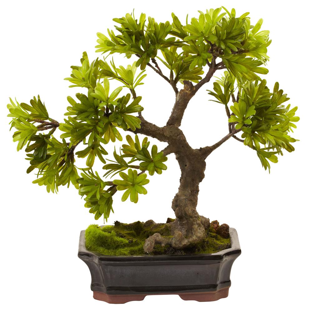 Podocarpus with Mossed Bonsai Planter. Picture 1