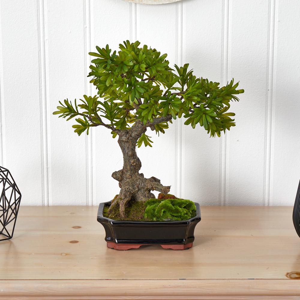 Podocarpus with Mossed Bonsai Planter. Picture 3