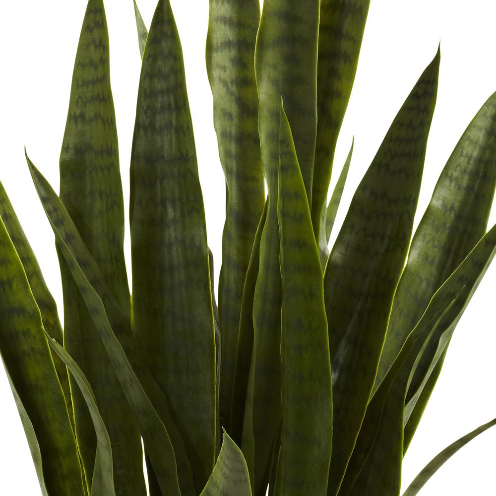 Sansevieria with Black Planter. Picture 8
