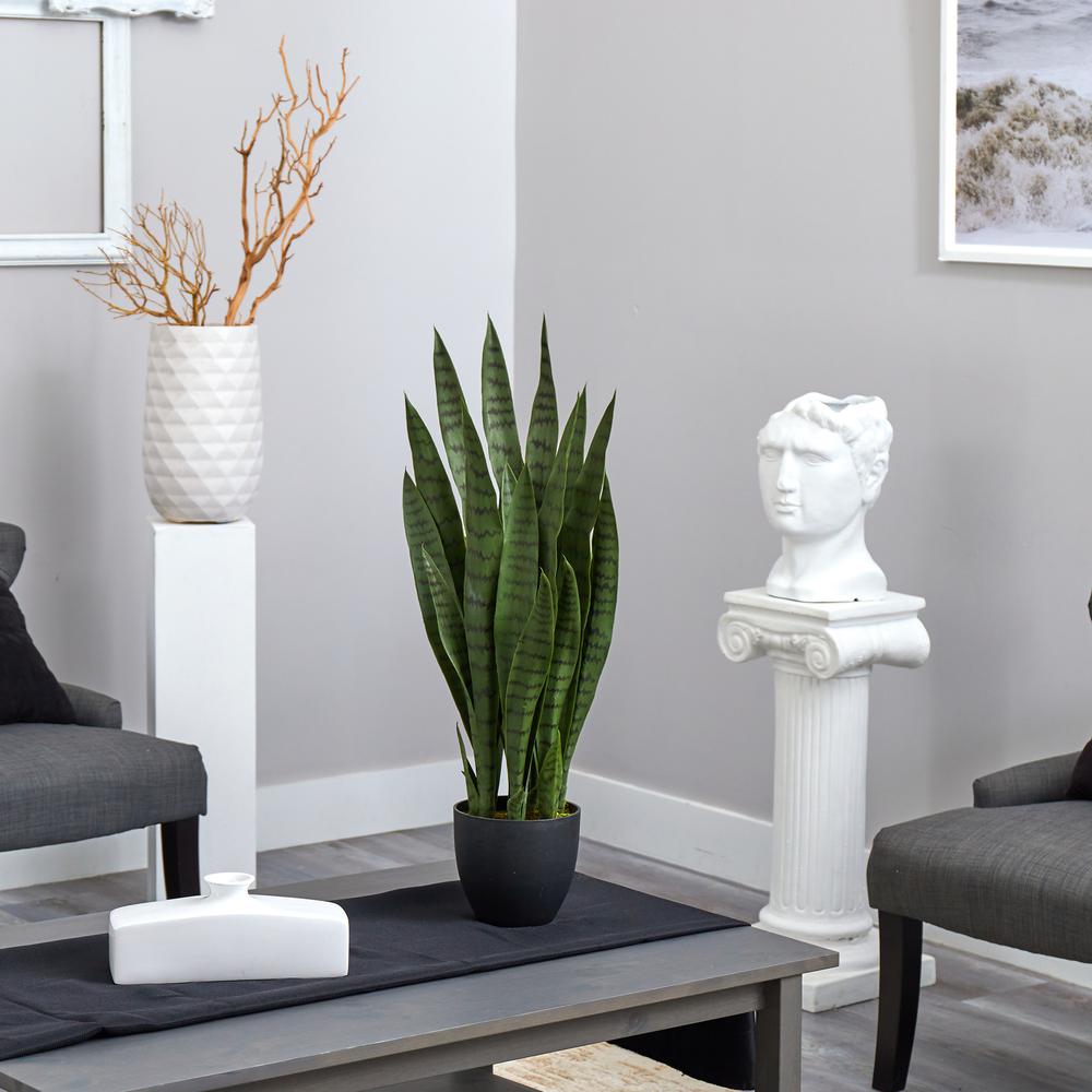 Sansevieria with Black Planter. Picture 3