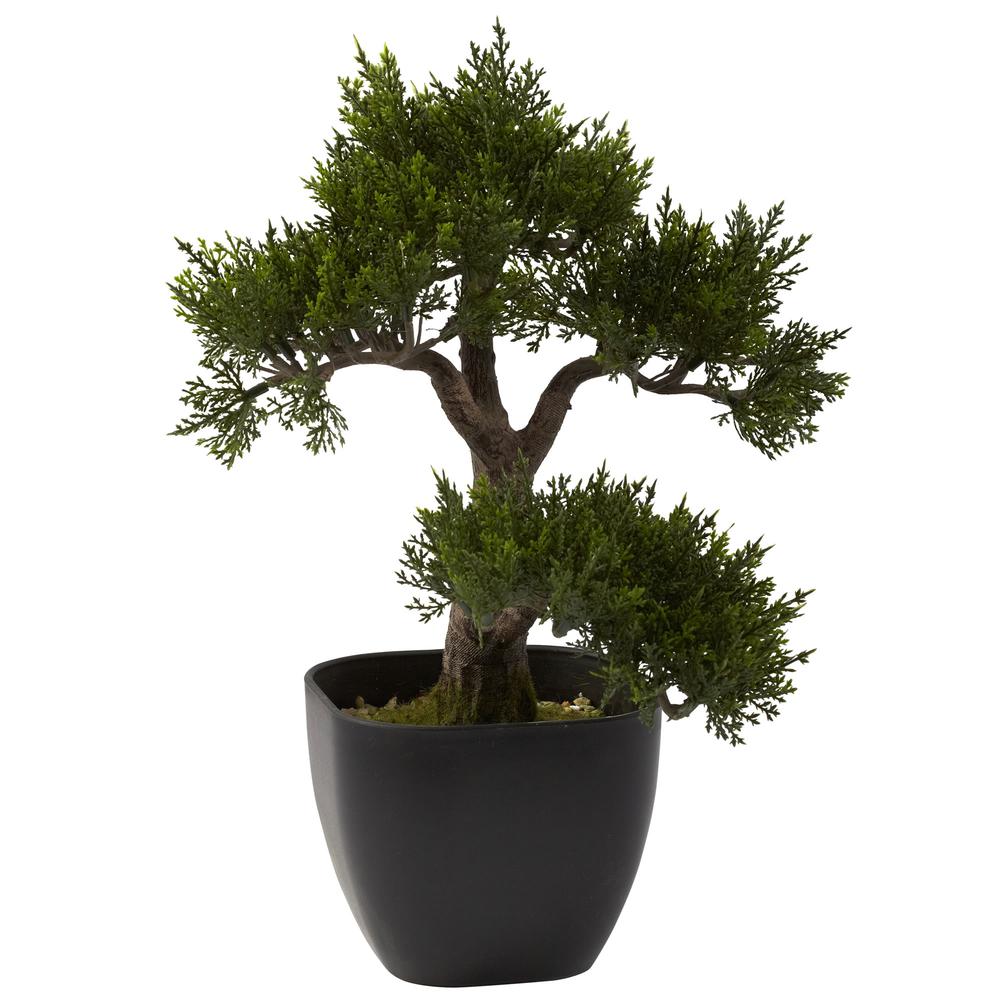 15in. Cedar Bonsai. Picture 1