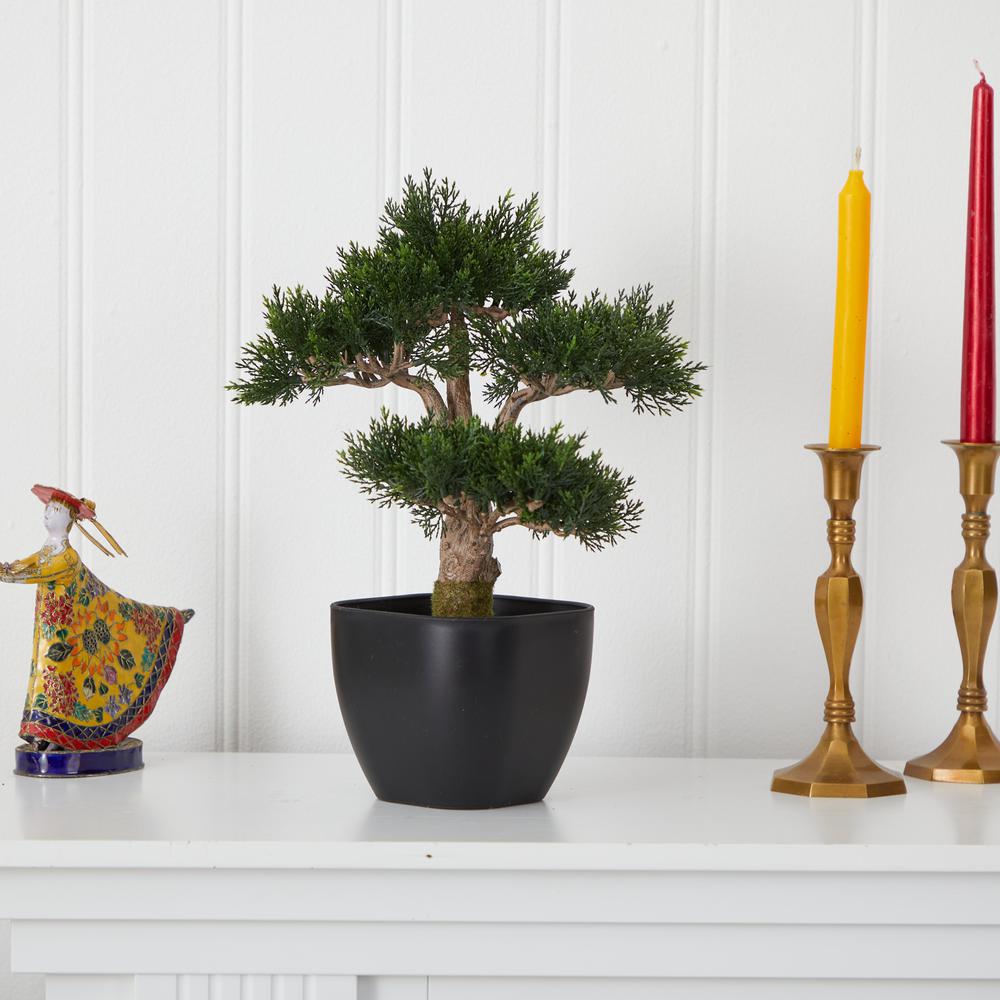 15in. Cedar Bonsai. Picture 2