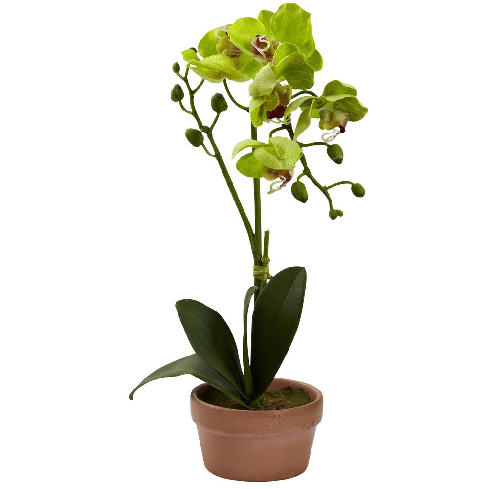 Phalaenopsis Orchid with Clay Vase (Set of 4). Picture 5