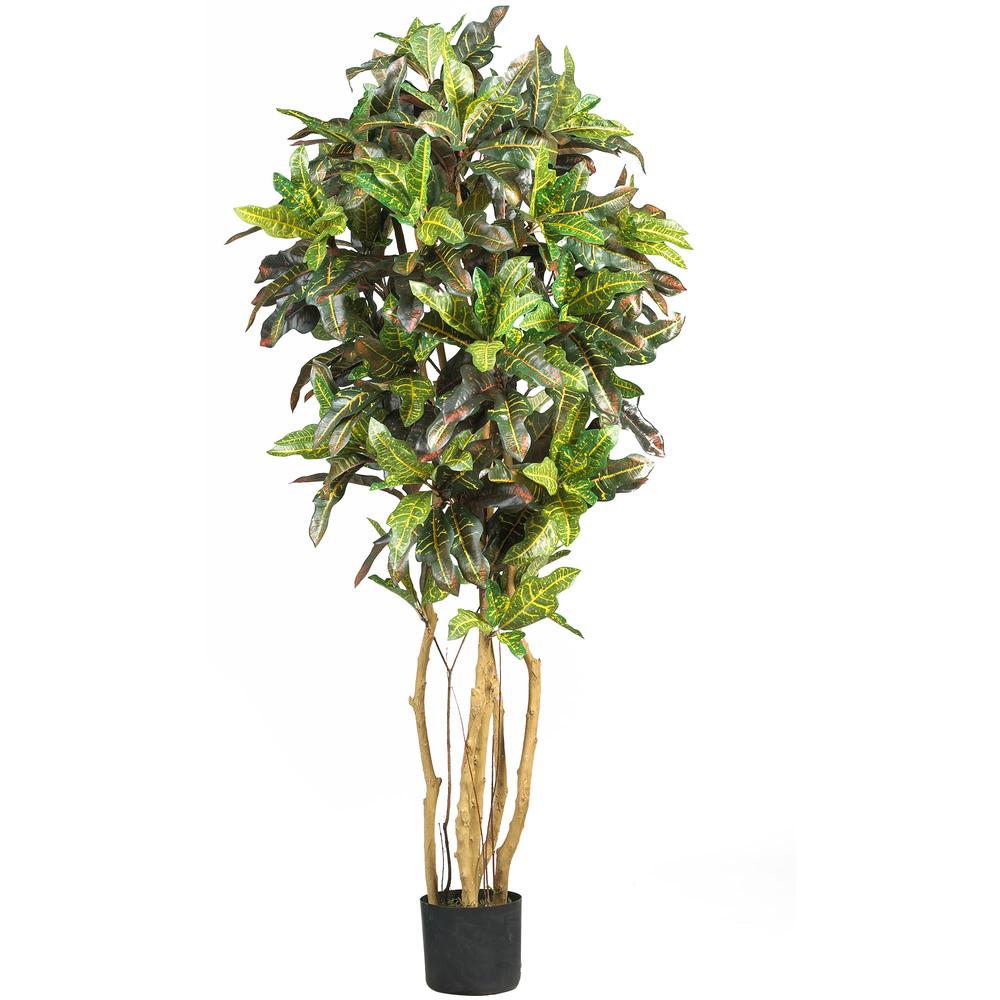 5ft. Croton Silk Tree. Picture 1