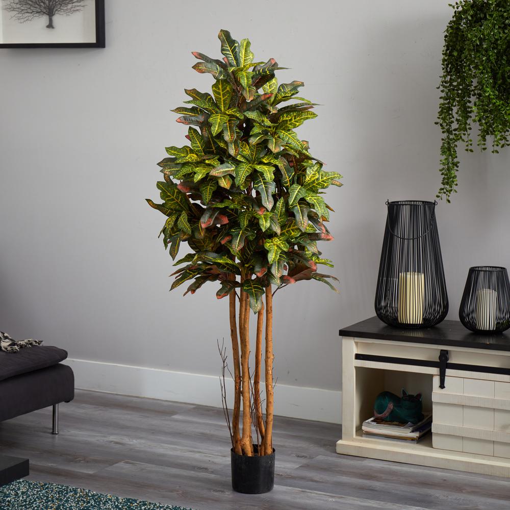 5ft. Croton Silk Tree. Picture 3