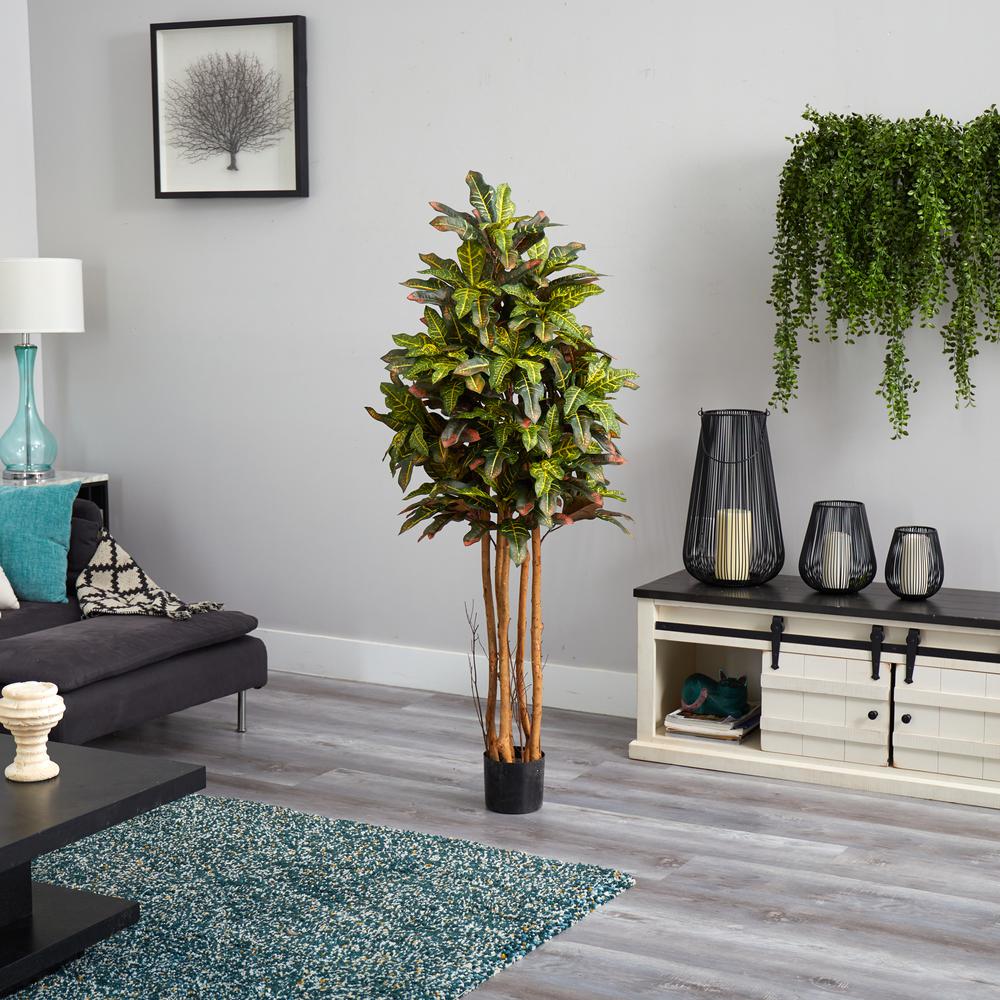 5ft. Croton Silk Tree. Picture 2